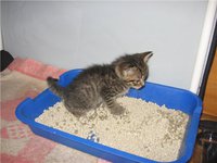 Как можно приучить котенка к лотку