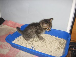 Как можно приучить котенка к лотку