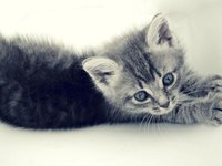 Котенок
