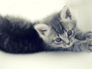 Котенок
