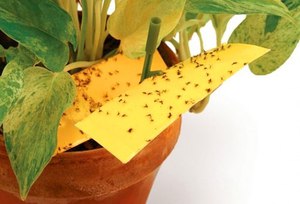 Мошка на домашних цветках