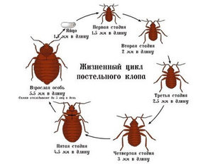 Постельные клещи и клопы - насекомые, от которых сложно избавиться