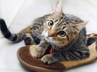 Иногда наши домашние котики по разным причинам устраивают
