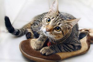 Иногда наши домашние котики по разным причинам устраивают 